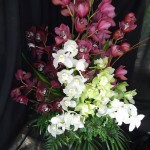 Cymbidium Orchids