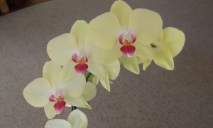 orchid 2381